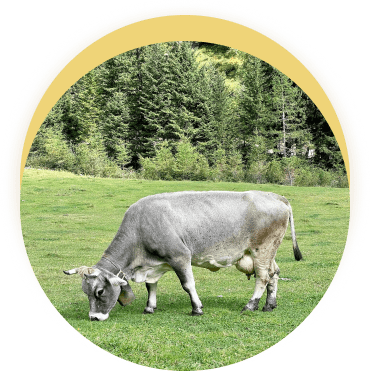 Cow photo